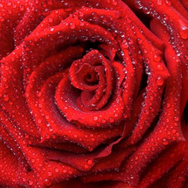 Çiçekli kırmızı gül, çiyli, arka planlı, 8 Mart için tebrik kartı.