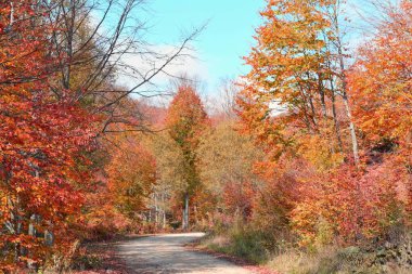 Kuşların sesleriyle ormanda sabah yürüyüşü