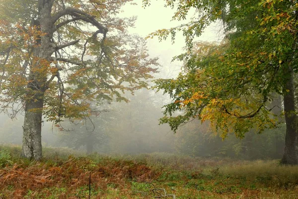 Jesień Żółtymi Liśćmi Pośród Mgły — Zdjęcie stockowe