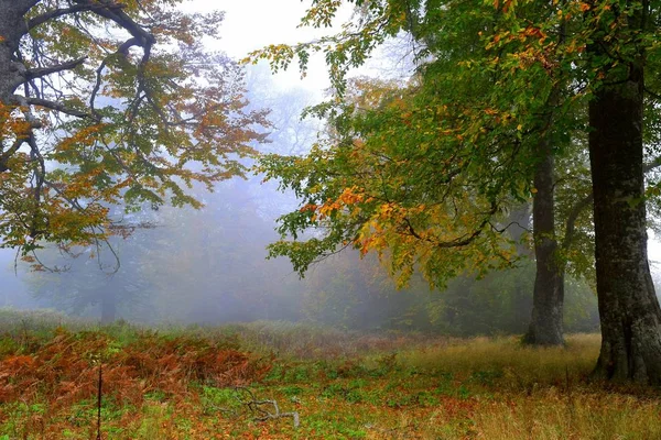 Automne Avec Des Feuilles Jaunies Parmi Les Brouillards — Photo