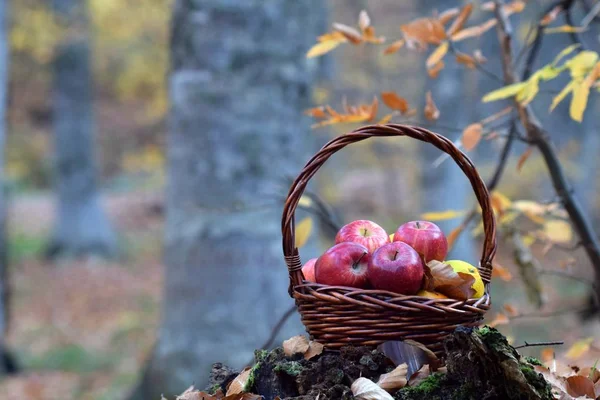 Manzanas Rojas Jugosas Canasta Naturaleza — Foto de Stock