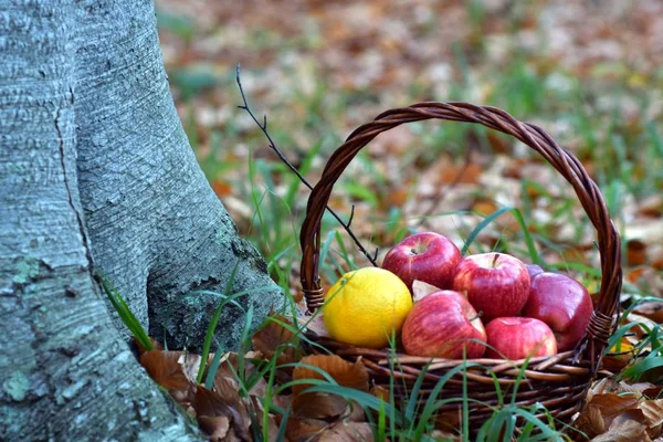 Red Juicy Apples Basket Nature — Stock Photo, Image