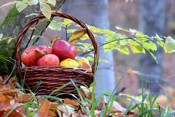 Manzanas Rojas Jugosas Canasta Naturaleza — Foto de Stock