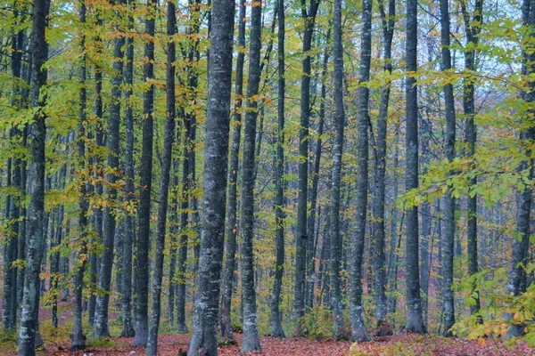 森の奥の霧深い秋の朝と秋の最も美しい色 — ストック写真
