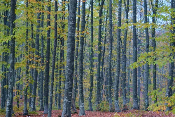 Uma Manhã Outono Nebulosa Nas Profundezas Floresta Cores Mais Bonitas — Fotografia de Stock