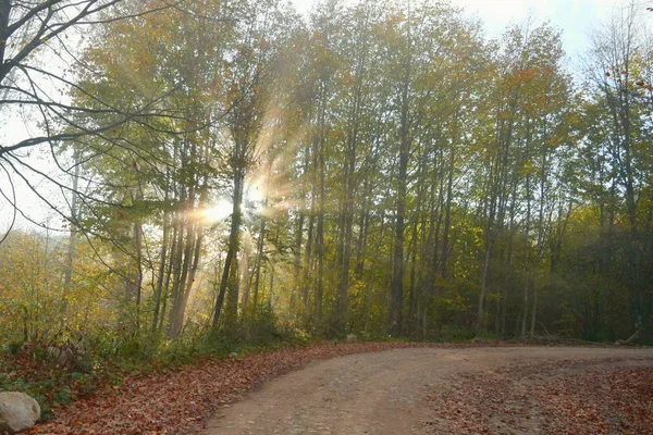 Uma Manhã Outono Nebulosa Nas Profundezas Floresta Cores Mais Bonitas — Fotografia de Stock