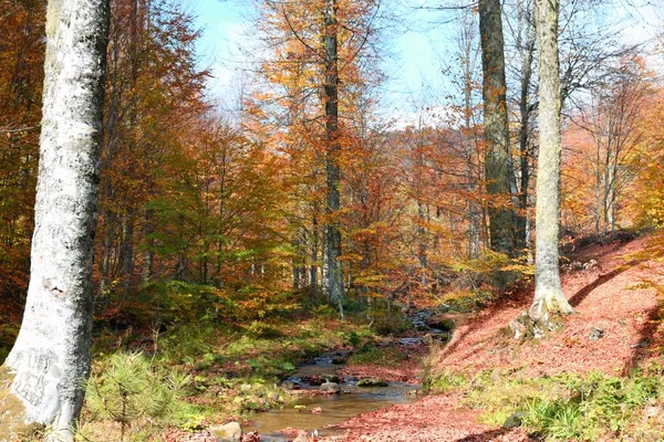 Głębi Lasu Najpiękniejsze Kolory Jesieni Mały Strumyk Zapomniane — Zdjęcie stockowe