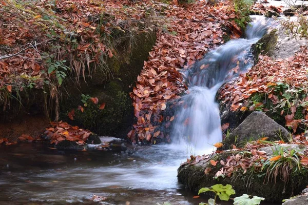 Nelle Profondità Della Foresta Colori Più Belli Dell Autunno Piccolo — Foto Stock