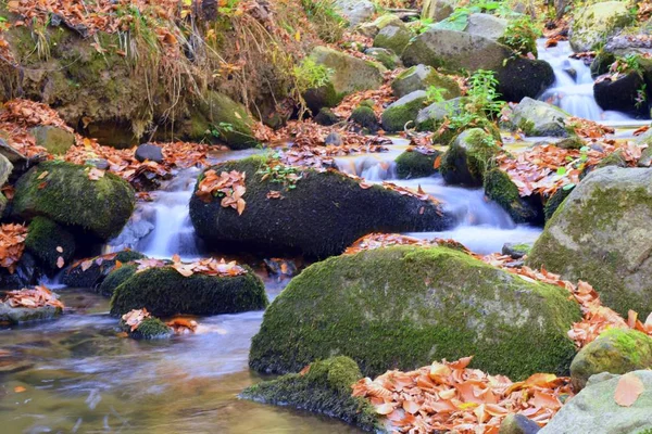 Nelle Profondità Della Foresta Colori Più Belli Dell Autunno Piccolo — Foto Stock