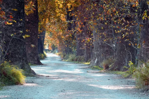 Route Terre Bordée Arbres Avec Les Belles Couleurs Automne Dans — Photo