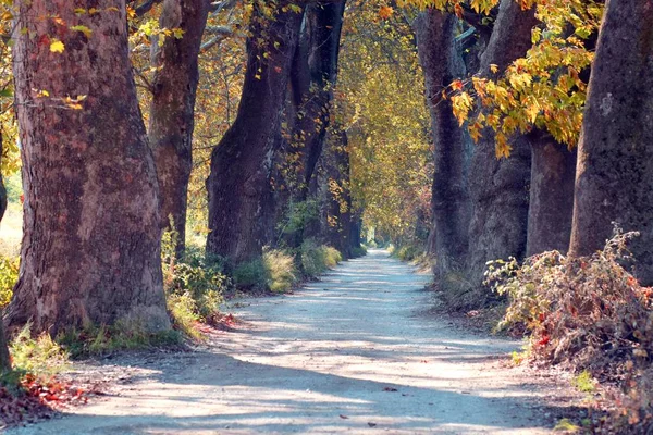 tree-lined dirt road with the most beautiful colors of autumn in the depths of the forest and plane trees on both sides