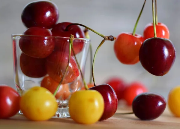 Cereza Fresca Recién Recogida Rama — Foto de Stock