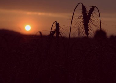 Gün batımında tarladaki buğday kulaklarının arka planı