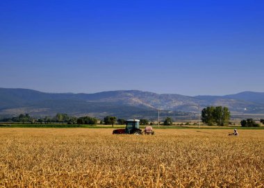 Olgun sarı buğday kulaklarını kapatın.