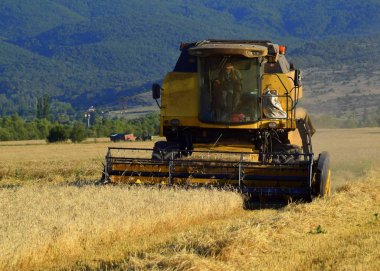 Tarlada buğday hasat eden hasatçının arka planı