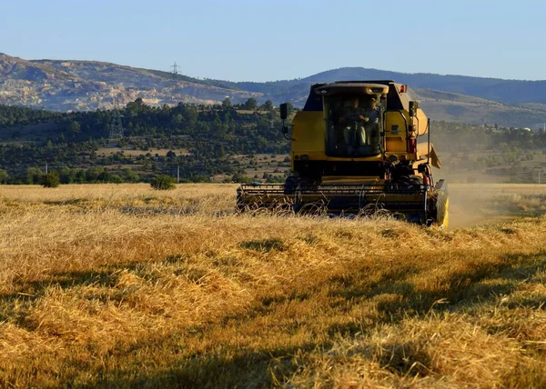 Tarlada buğday hasat eden hasatçının arka planı