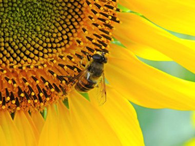Ayçiçekleri ayçiçeği tarlasında olgunlaşmayı bekliyor.