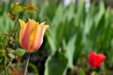 Dal içinde renkli laleler