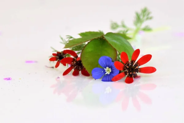 Wild Flower Concept Nature Background — Stock Photo, Image