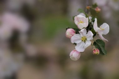 Baharda renkli ağaç dalları ve çiçek açan meyve ağaçlarının arka planı