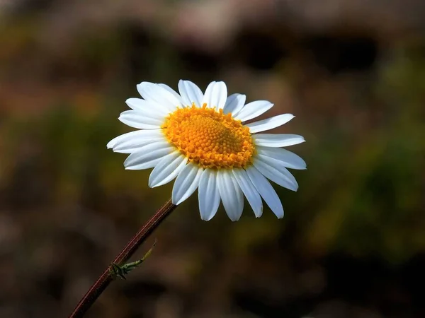 Fundo Branco Margaridas Natureza — Fotografia de Stock