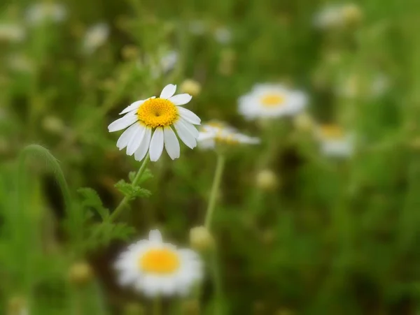 Fundo Branco Margaridas Natureza — Fotografia de Stock