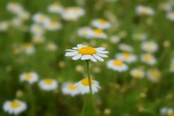 Fondo Margaritas Blancas Naturaleza —  Fotos de Stock