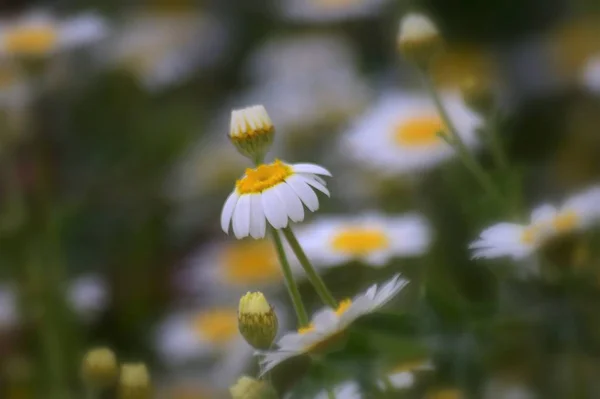 Fond Marguerites Blanches Nature — Photo