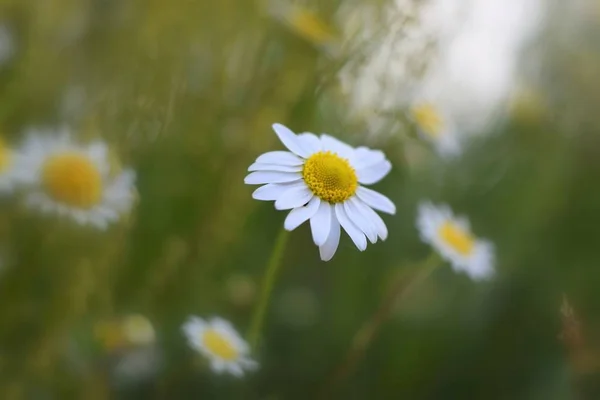 来自大自然的背景白雏菊 — 图库照片