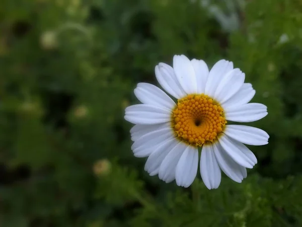 Bakgrund Vita Prästkragar Från Naturen — Stockfoto