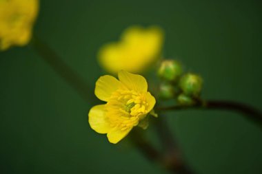 Baharda renkli ağaç dalları ve çiçek açan meyve ağaçlarının arka planı