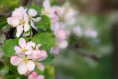 Baharda renkli ağaç dalları ve çiçek açan meyve ağaçlarının arka planı