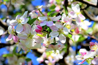 Bahar mevsiminde renkli dalları olan çiçek açan meyve ağaçları