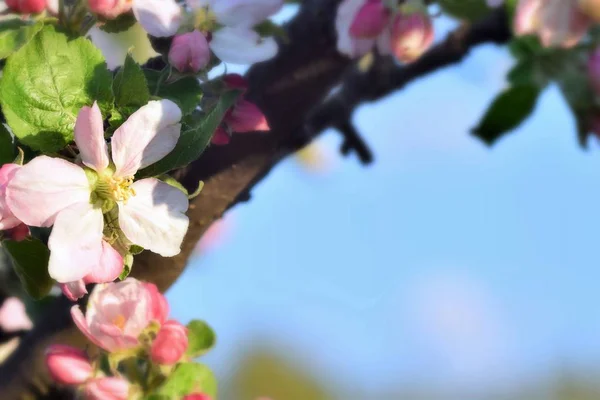 Ramas Coloridas Del Árbol Primavera Fondo Árboles Frutales Florecientes — Foto de Stock