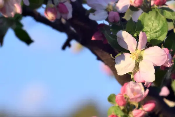 Ramas Coloridas Del Árbol Primavera Fondo Árboles Frutales Florecientes — Foto de Stock