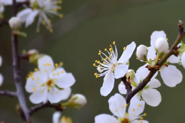 Kwitnące Drzewa Owocowe Kolorowymi Gałęziami Sezonie Wiosennym — Zdjęcie stockowe