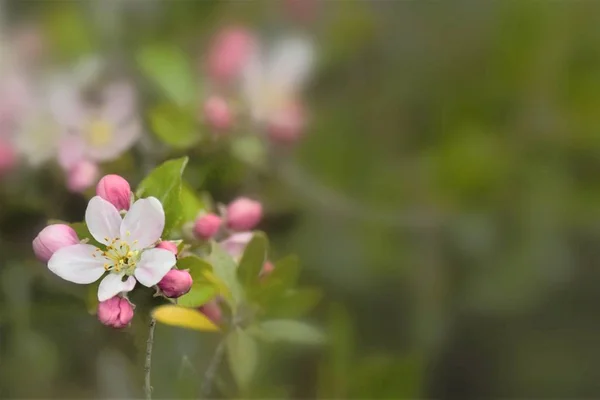 Virágzó Gyümölcsfák Színes Ágakkal Tavaszi Szezonban — Stock Fotó