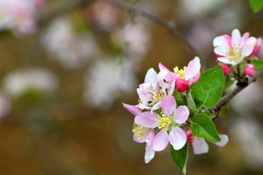 Bahar mevsiminde renkli dalları olan çiçek açan meyve ağaçları
