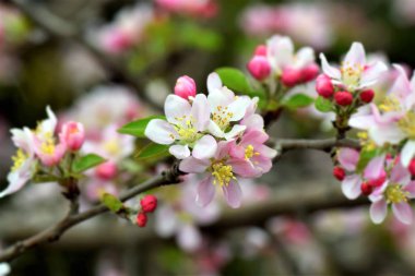 Bahar mevsiminde renkli dalları olan çiçek açan meyve ağaçları