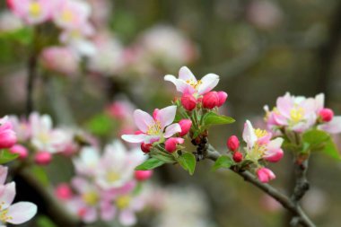 Bahar mevsiminde renkli dalları olan çiçek açan meyve ağaçları