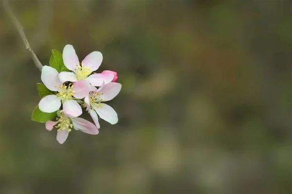 Blommande Fruktträd Med Färgglada Grenar Vårsäsongen — Stockfoto