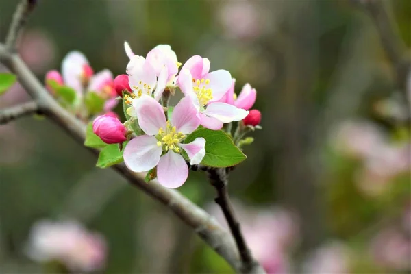 Kwitnące Drzewa Owocowe Kolorowymi Gałęziami Sezonie Wiosennym — Zdjęcie stockowe