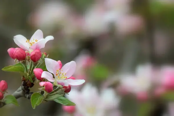 Árboles Frutales Florecientes Con Ramas Coloridas Temporada Primavera — Foto de Stock