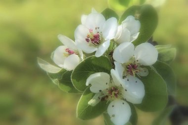 Bahar mevsiminde renkli dalları olan çiçek açan meyve ağaçları