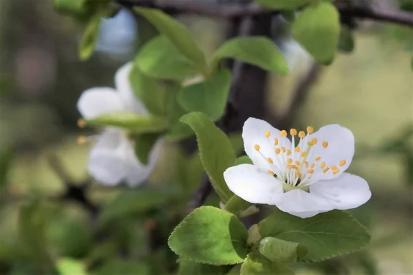 Des Arbres Fruitiers Fleurs Avec Des Branches Colorées Printemps — Photo