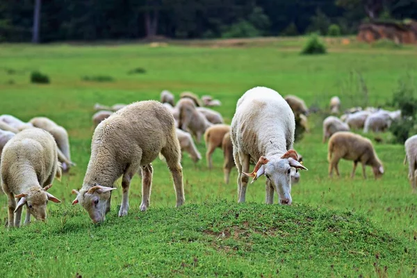 牧草地の群れで羊や子羊の放牧 — ストック写真