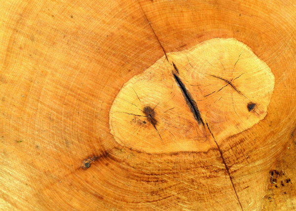 красочные текстуры дерева и дерева
