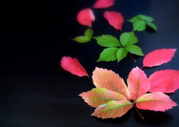 Rahmenornament Mit Bunten Blättern Auf Schwarzem Hintergrund — Stockfoto