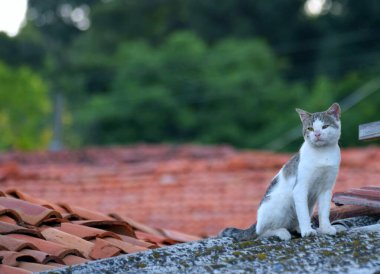 Sevimli arka plan dostu kediler