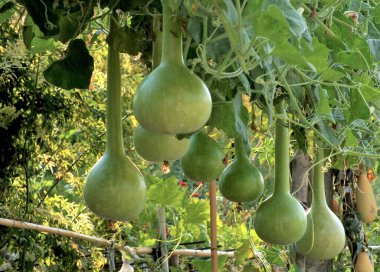 Dalında olgunlaşmamış yeşil renk olan kabak arkaplanı